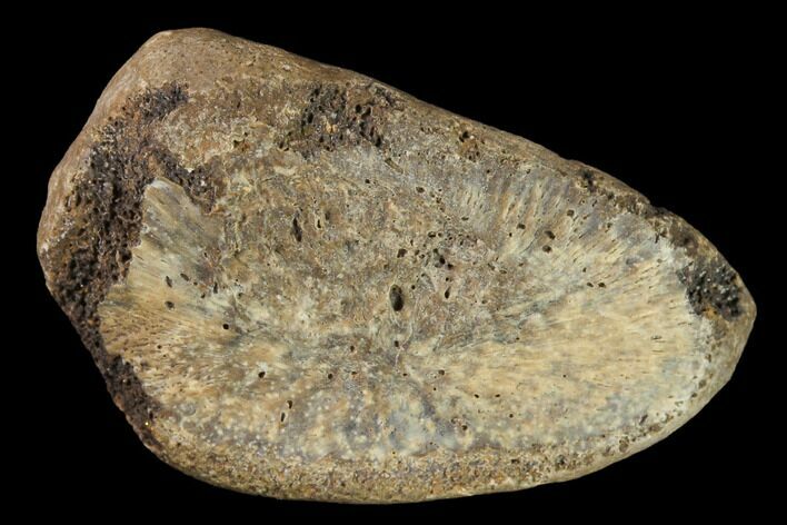 Fossil Hadrosaur Phalange - Alberta (Disposition #-) #143303